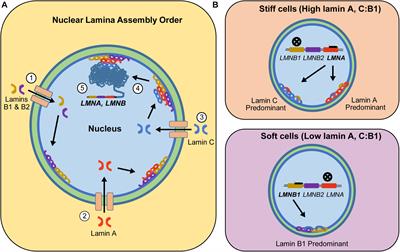 The Emerging Role of Lamin C as an Important LMNA Isoform in Mechanophenotype